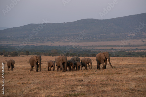Herd of african elephants walking across the open savanna grasslands in kenya with elephant, wildlife