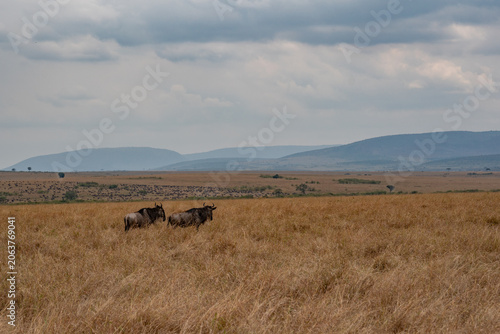 Wildebeest migration, Serengeti National Park, Tanzania, Africa