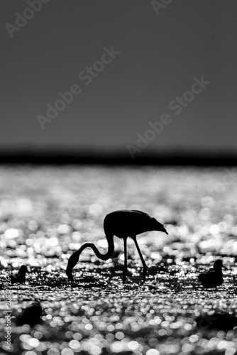 Greater flamingo (Phoenicopterus roseus) silhouette in the backlight of the setting sun, standing in a lagoon in the Camargue, France.