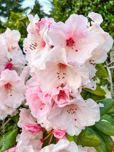 Pacific rhododendron