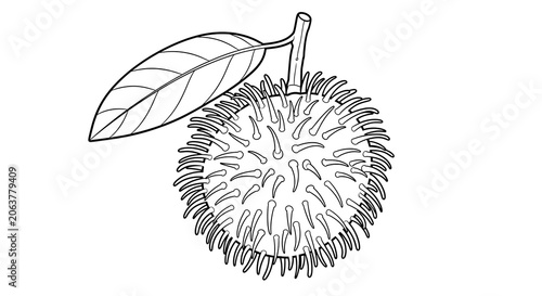 Close-up line art illustration of a dandelion flower.