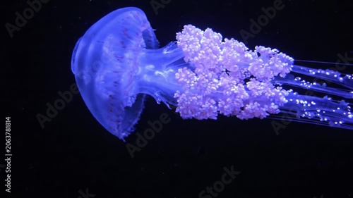 Mesmerizing Oceanic Wonder: A Captivating Jellyfish Floating Gracefully Through the Deep Sea, Showcasing Vibrant Colors and Ethereal Movement