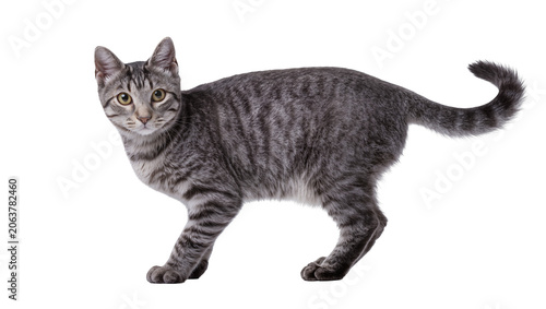 Canvas Print Tabby cat with grey stripes and yellow eyes standing