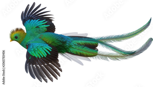 Obraz na plátně Resplendent Quetzal bird with long tail feathers flying