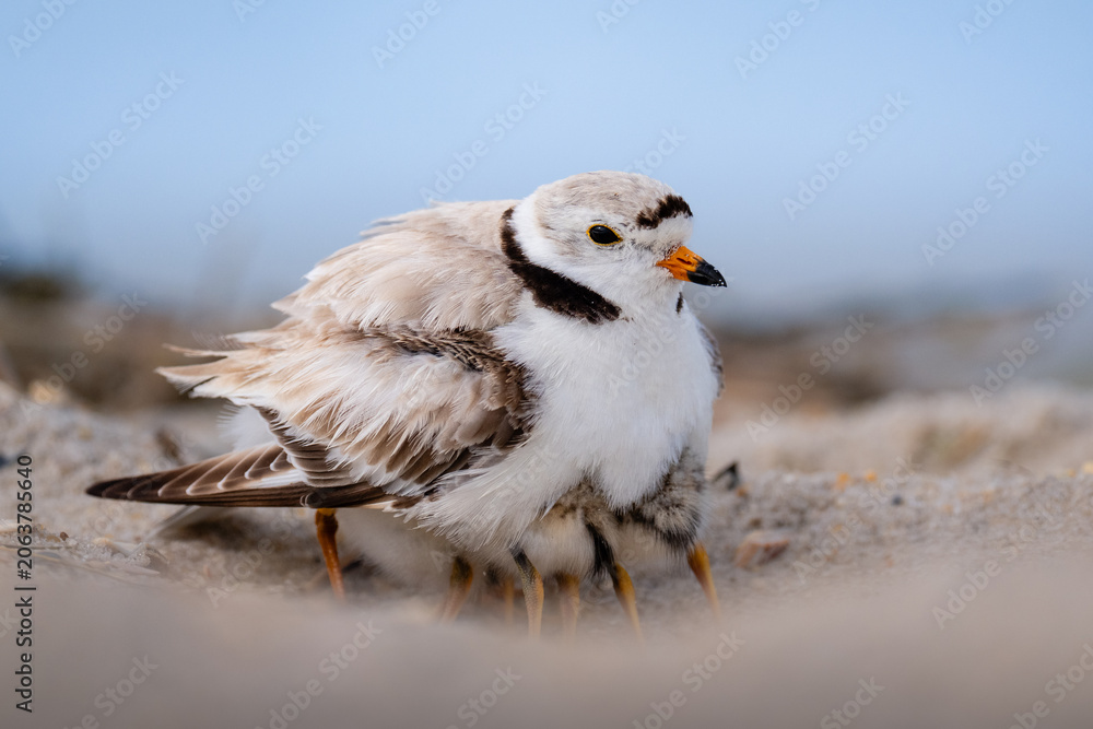 Obraz premium Baby Piping Plovers Hiding Under Mom’s Wings
