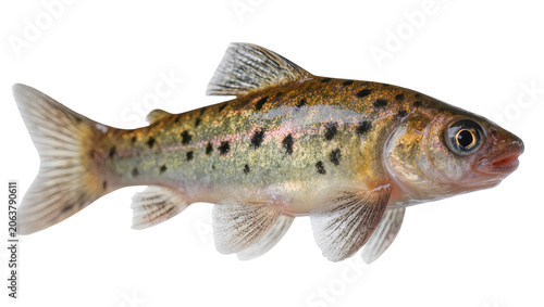 Принти на полотні Small freshwater fish with black spots and golden scales