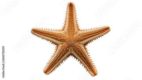 Foto Orange starfish with spiny arms and textured surface