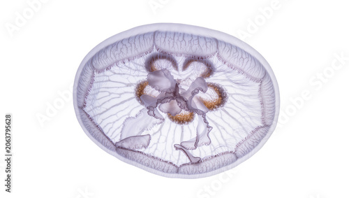 Translucent Moon Jellyfish with intricate bell structure and oral arms