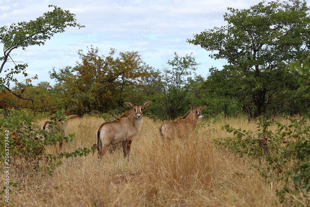 Fototapeta premium Roanantilope oder Pferdeantilope / Roan antelope / Hippotragus equinus
