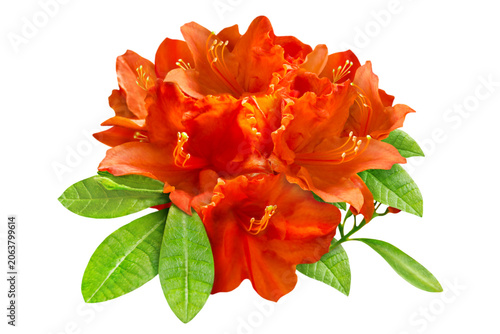 Azalea orange blossoms and leaves isolated on white background