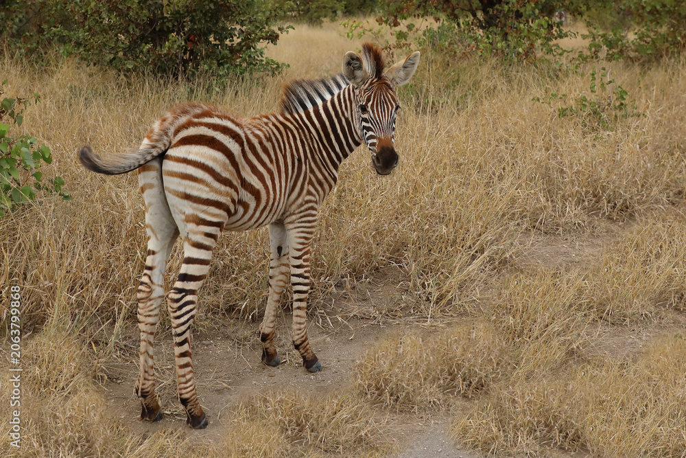 Obraz premium Steppenzebra / Burchell's zebra / Equus quagga burchellii