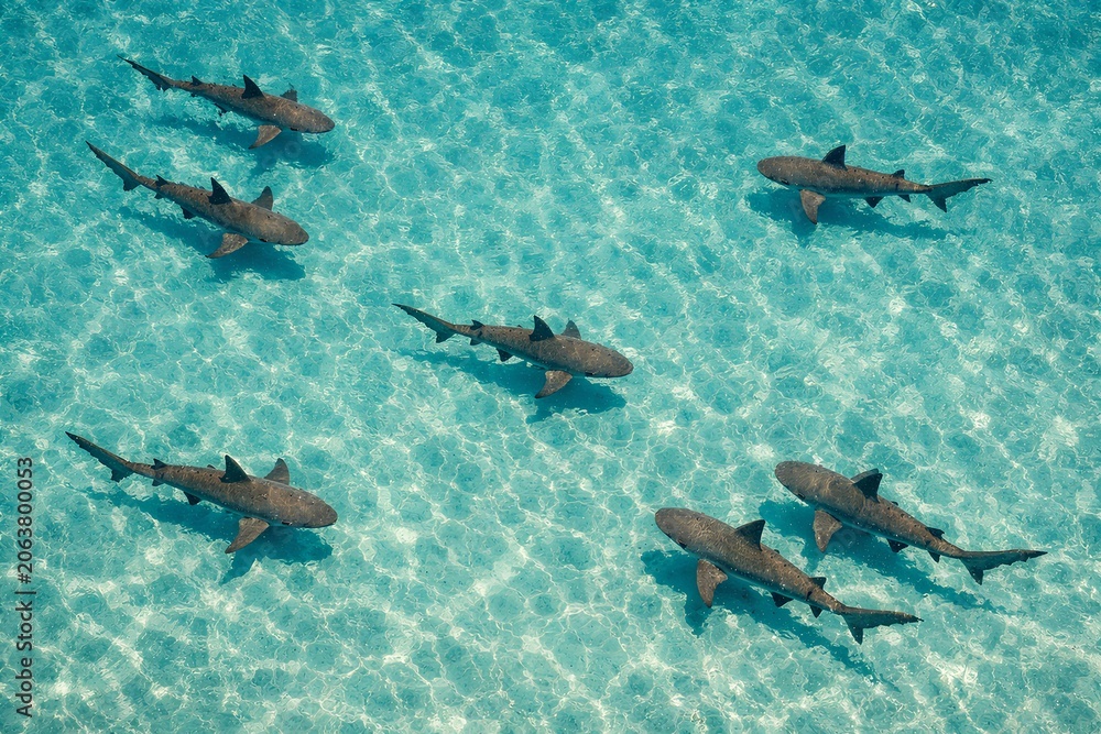 Obraz premium Sharks swimming in clear blue ocean water, aerial top view of marine wildlife