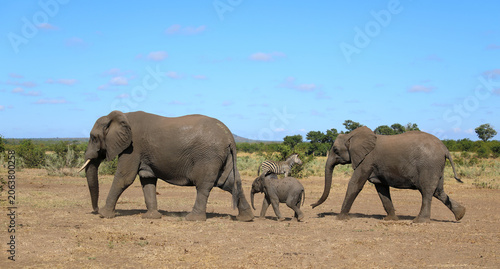 Photography Afrikanischer Elefant / African elephant / Loxodonta africana
