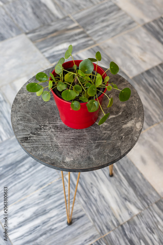Chinese Money Plant on Round Marble Coffee Table