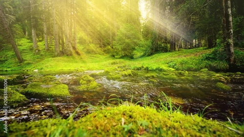 Magical lush green forest with a gentle stream flowing over mossy rocks and bright golden sunbeams shining through the trees