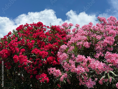 Billede på lærred Oleander nerium beautiful pink red flowers against sky.