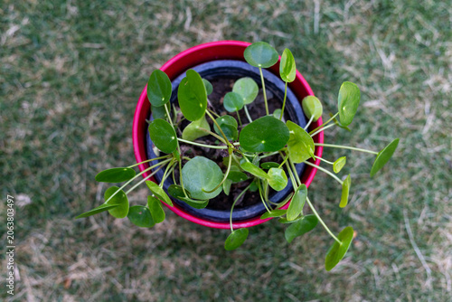Chinese Money Plant in Red Flowerpot Placed on Green Grass Lawn Overhead View.