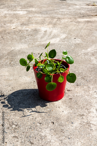 Vertical Shot of Pilea Chinese Money Plant on Concrete Ground