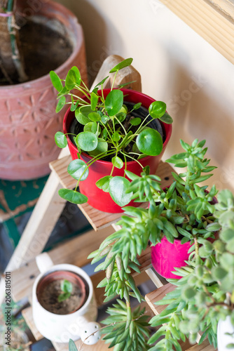 Pilea Pancake Plant on Wooden Ladder Stand with Succulents in Garden Room