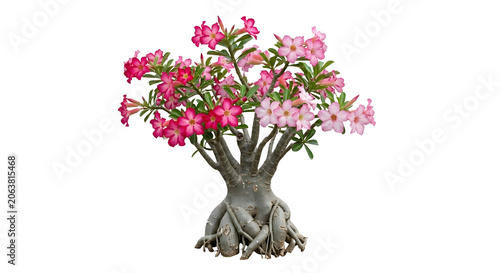 Beautiful Pink Desert Rose Adenium Obesum Plant Isolated transparent background png 