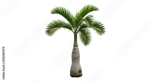 Bottle Palm Tree Plant Isolated on Transparent Background