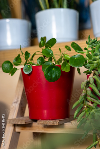 Closeup of UFO Plant ( Pilea Peperomioides )in Red Ceramic Pot