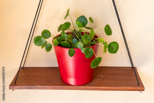 Closeup of Pilea Pancake Plant in Red Planter on Triangle Hanging Shelf