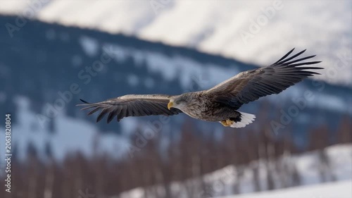 Majestic raptor soaring in flight over a wintry landscape, wings spread wide