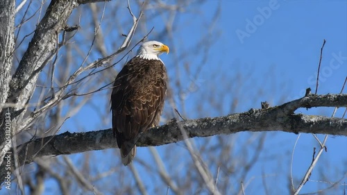 A bald eagle perched on a bare tree branch, bathed in sunlight against a blue sky