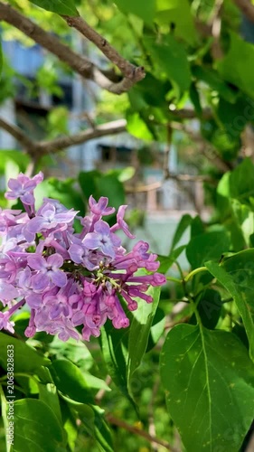 Lilac Flowers Swaying in the Wind Vertical Video