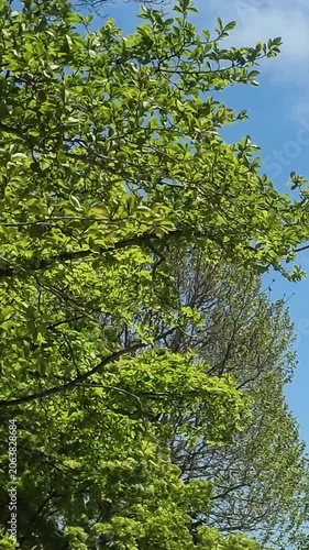 Green Tree Leaves Swaying in Wind vertical video