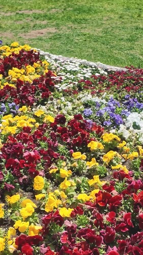 Colorful Flower Bed Swaying in the Wind vertical video
