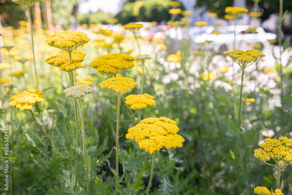 Fototapeta premium Yellow flower clusters of common yarrow (Achillea millefolium) growing in a naturalistic perennial border. The cheerful blooms and soft summer atmosphere make the image suitable for ecological landsca