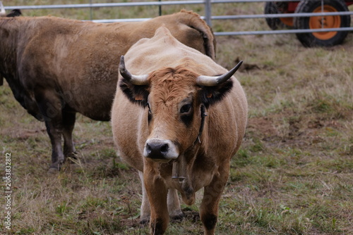cow and calf