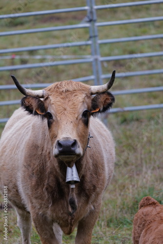 cow in the field