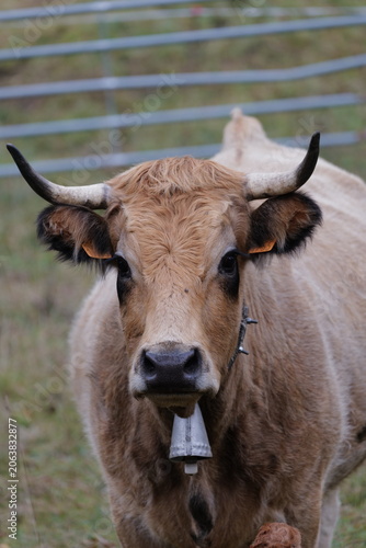 cow on the farm