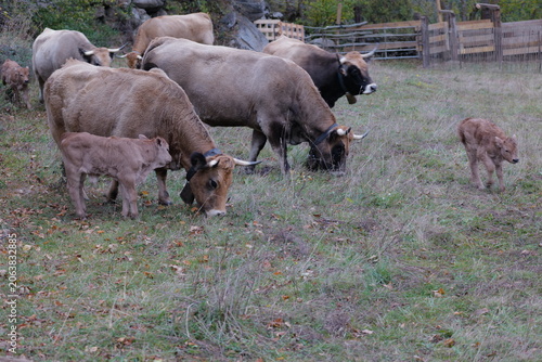 cows in the field