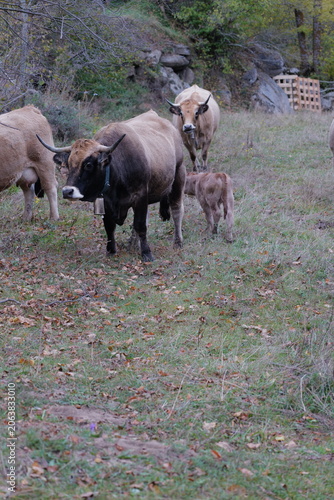 buffalo in the field