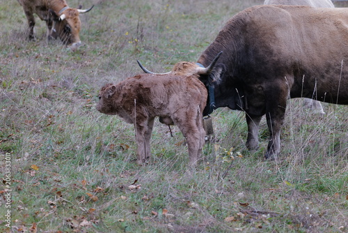 cows in the field