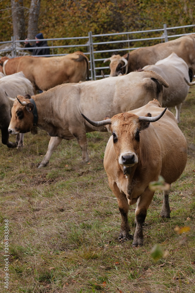 Fototapeta premium cows in a field