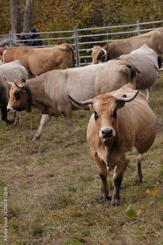cows in a field