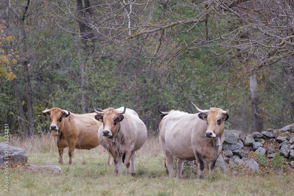 Obraz premium cows in the meadow