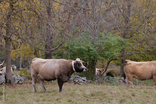 cows in the field