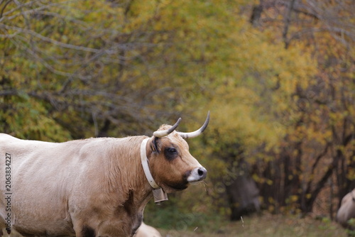 cow in the mountains