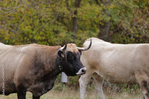 cow on the farm
