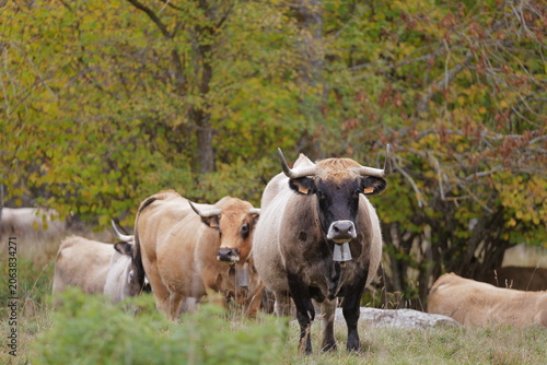 cow in a pasture