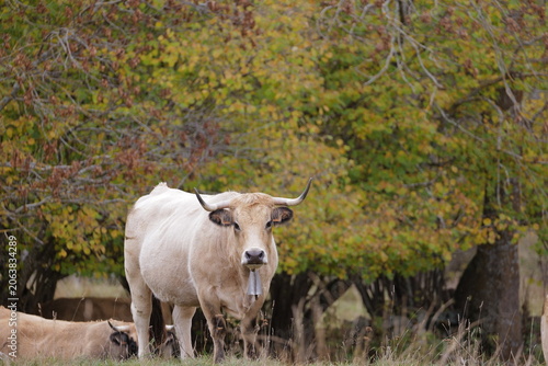 cow in a pasture