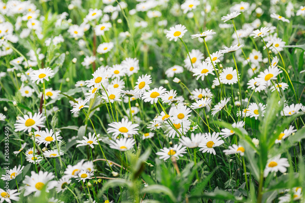 Fototapeta premium White daisy wildflower meadow with blooming summer flowers and lush green grass in natural countryside landscape background
