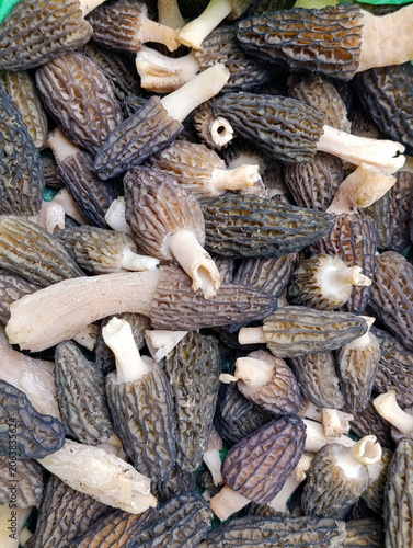 Full frame texture of freshly harvested black morel mushrooms as food background. Abundance of wild black morel mushrooms Morchella conica filling the frame