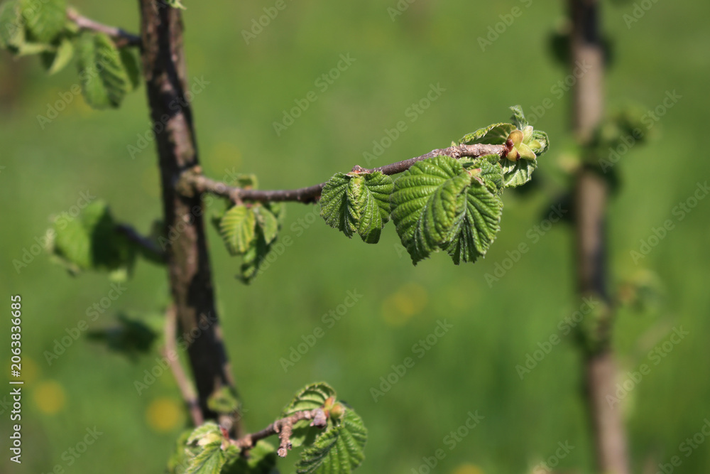 Fototapeta premium Detail of Hazel tree plantation on early springtime in the italian countryside. Corylus avellana trees with fresh new leaves on a sunny day